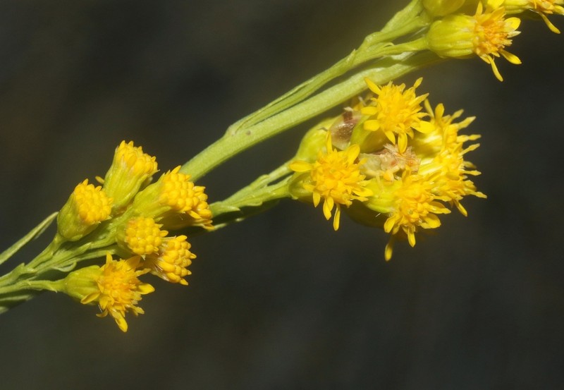 Guirado Goldenrod photo 7
