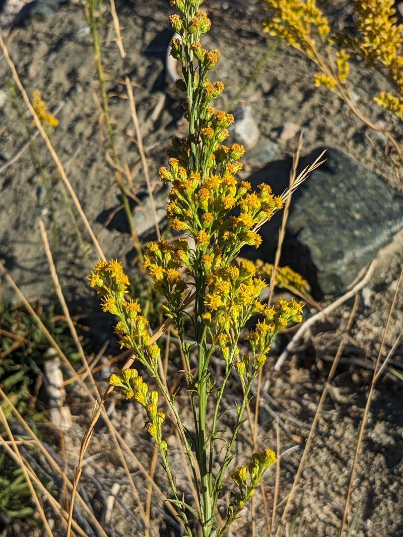 Guirado Goldenrod