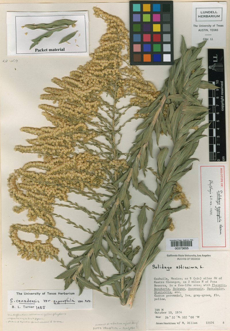 Solidago gypsophila