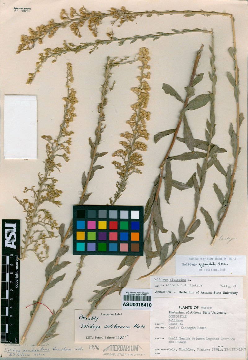 Solidago gypsophila photo 2