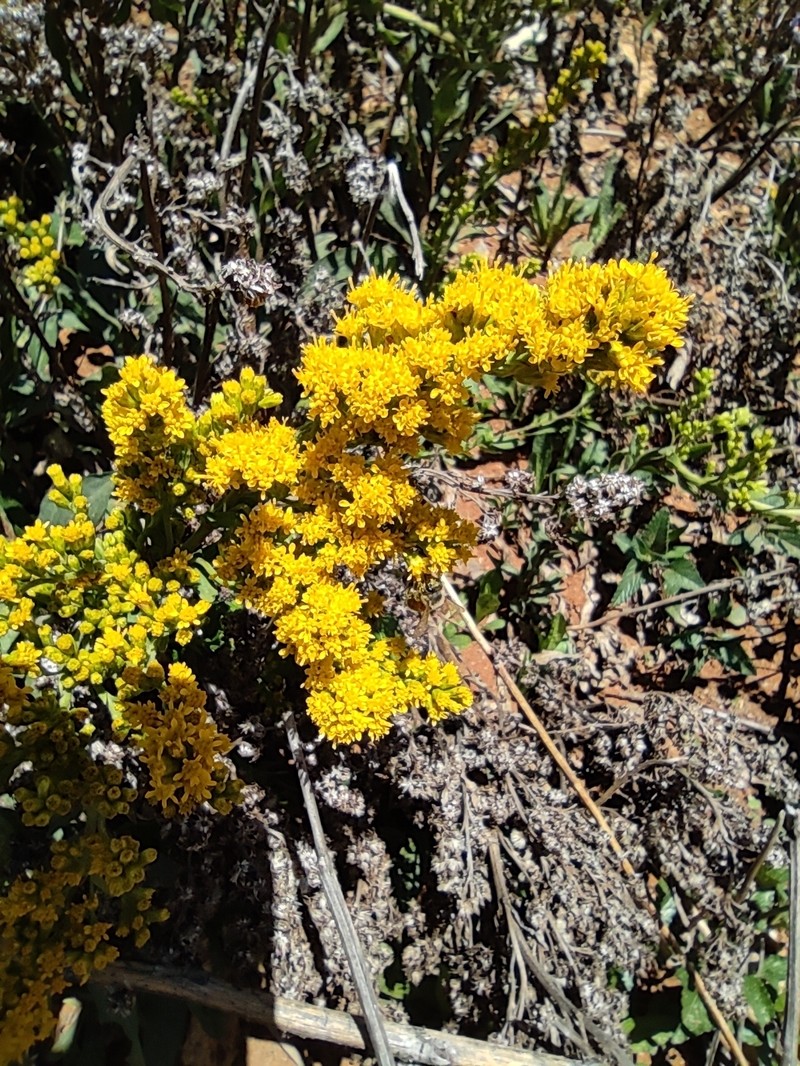 Solidago hintoniorum