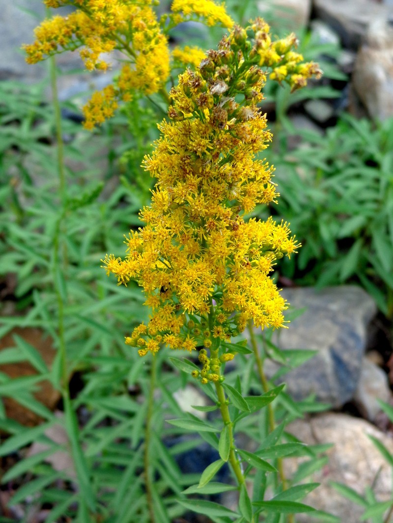 Solidago hintoniorum photo 2