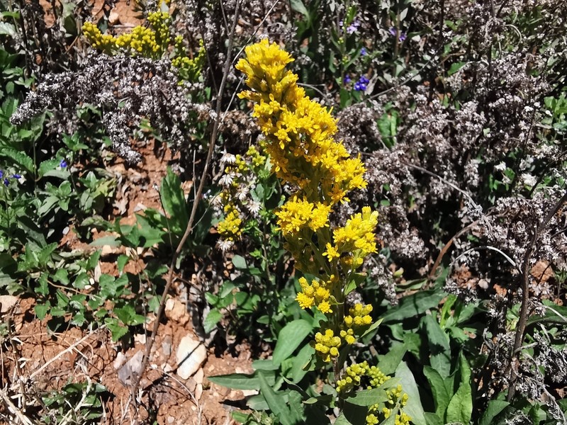 Solidago hintoniorum photo 3