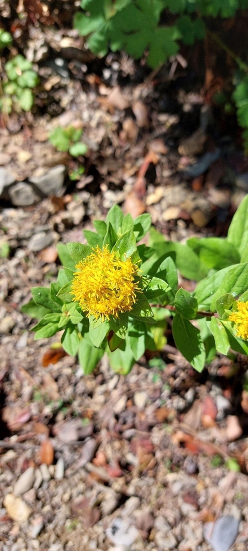 Solidago hintoniorum photo 4