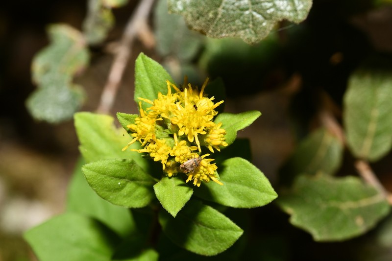 Solidago hintoniorum photo 6