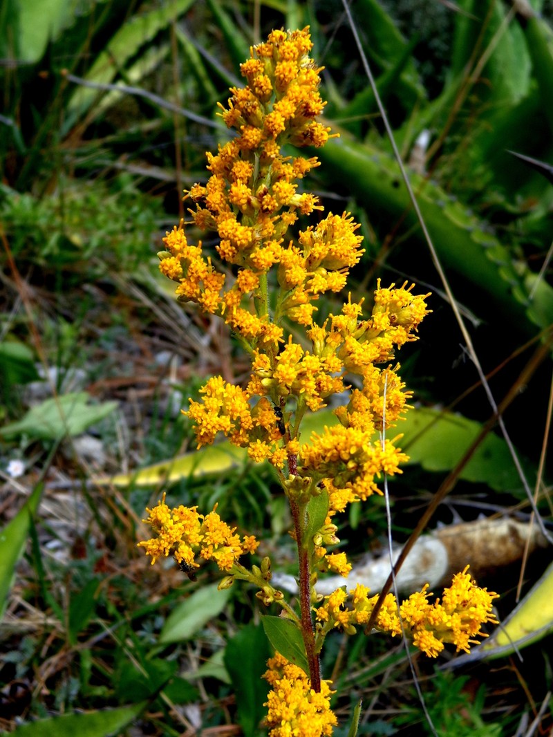 Solidago hintoniorum photo 7