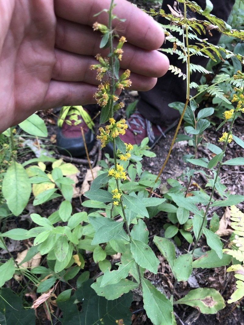 Hairy Goldenrod photo 2