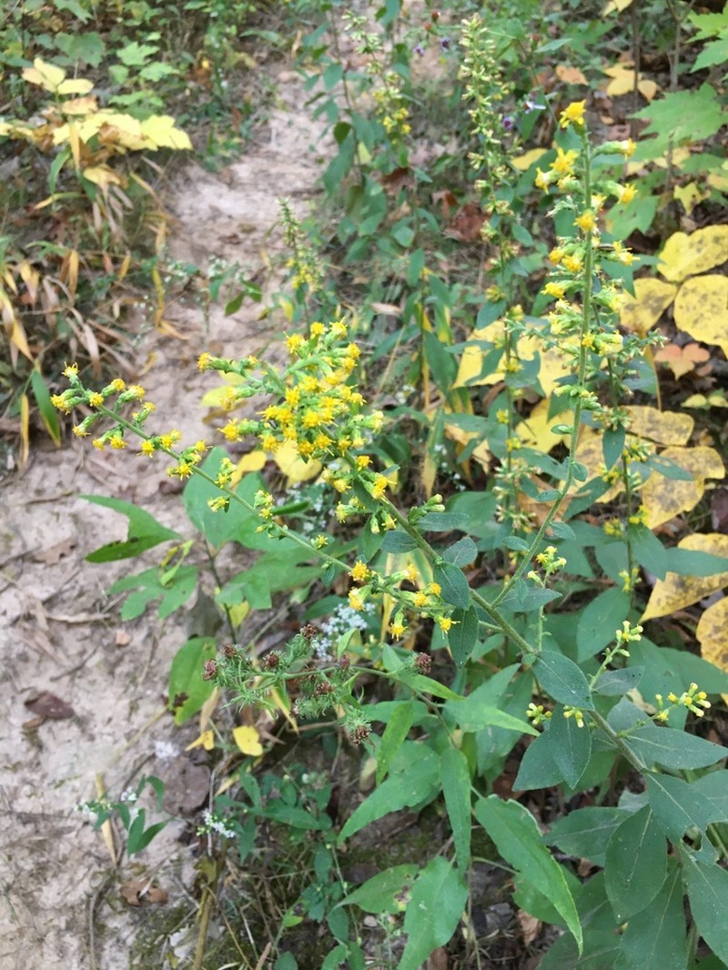 Hairy Goldenrod photo 3