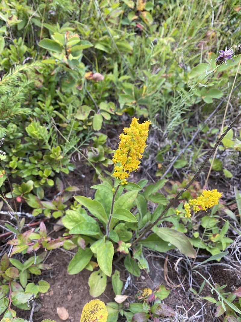 Hairy Goldenrod photo 4
