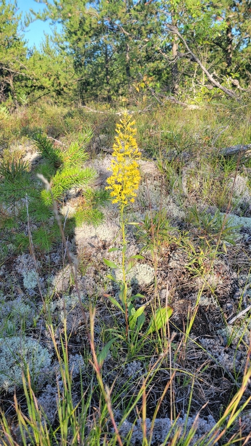 Hairy Goldenrod photo 5