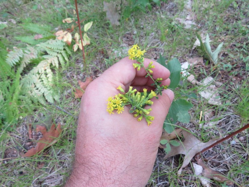 Hairy Goldenrod photo 6