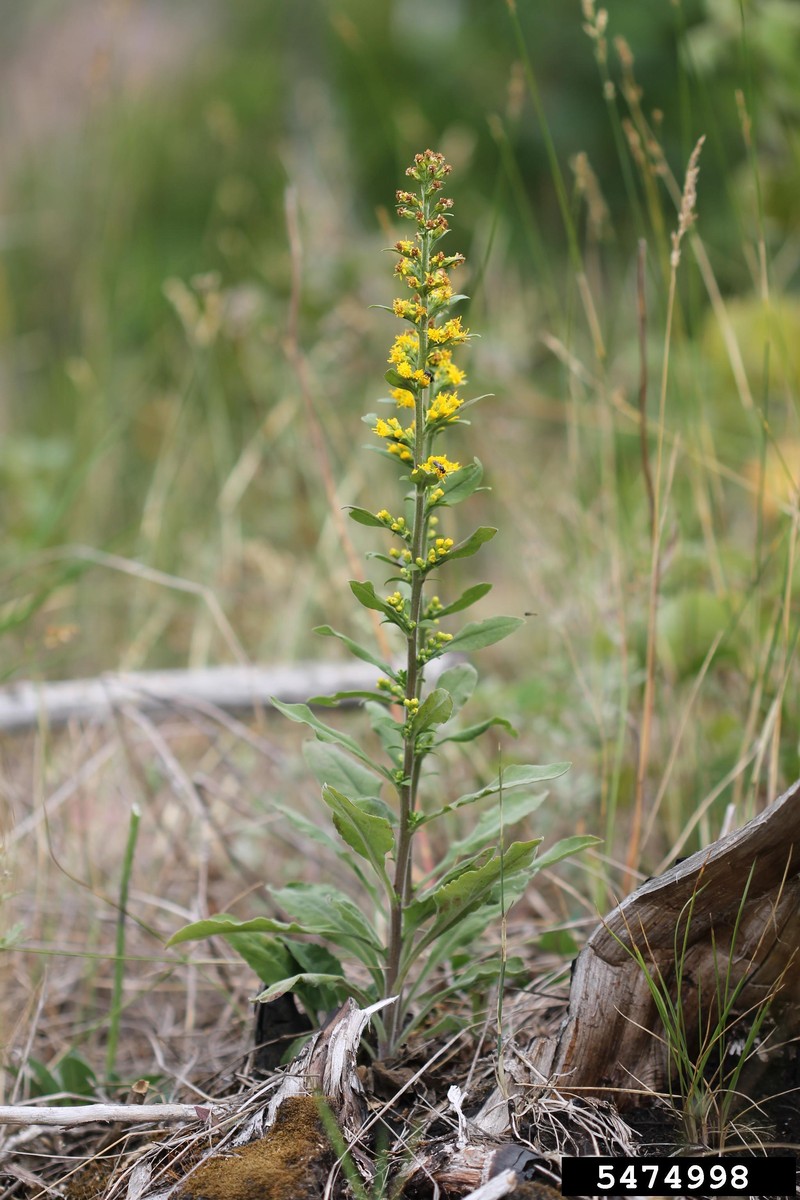 Hairy Goldenrod