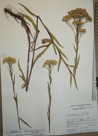 Houghton's Goldenrod