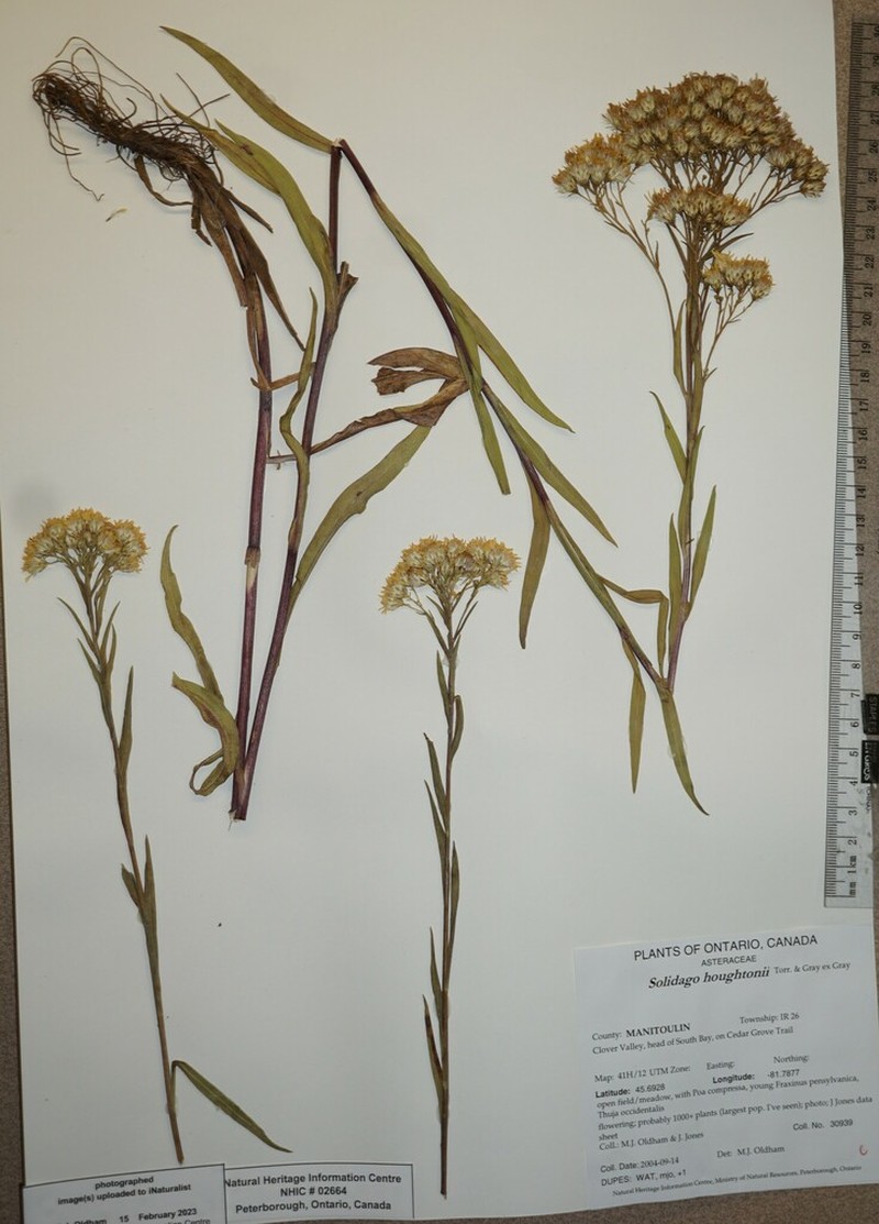 Houghton's Goldenrod photo 2