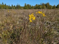 Houghton's Goldenrod