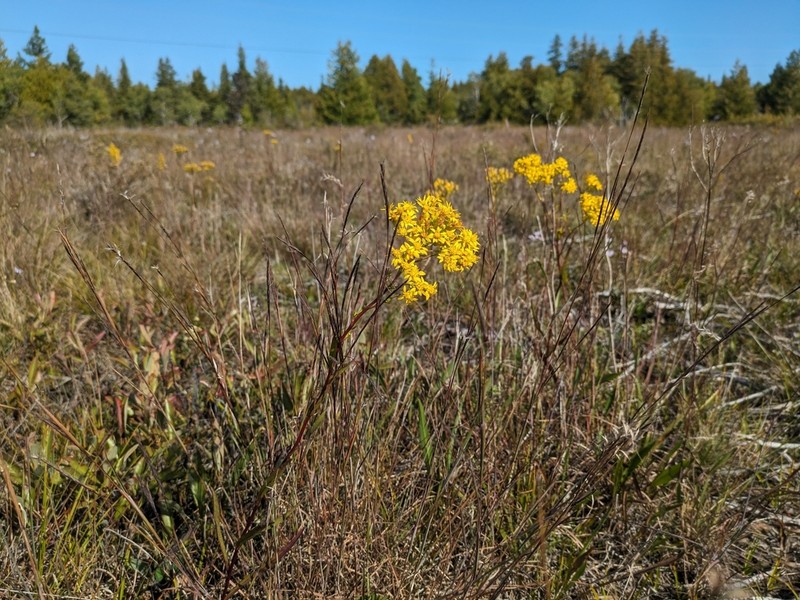 Houghton's Goldenrod