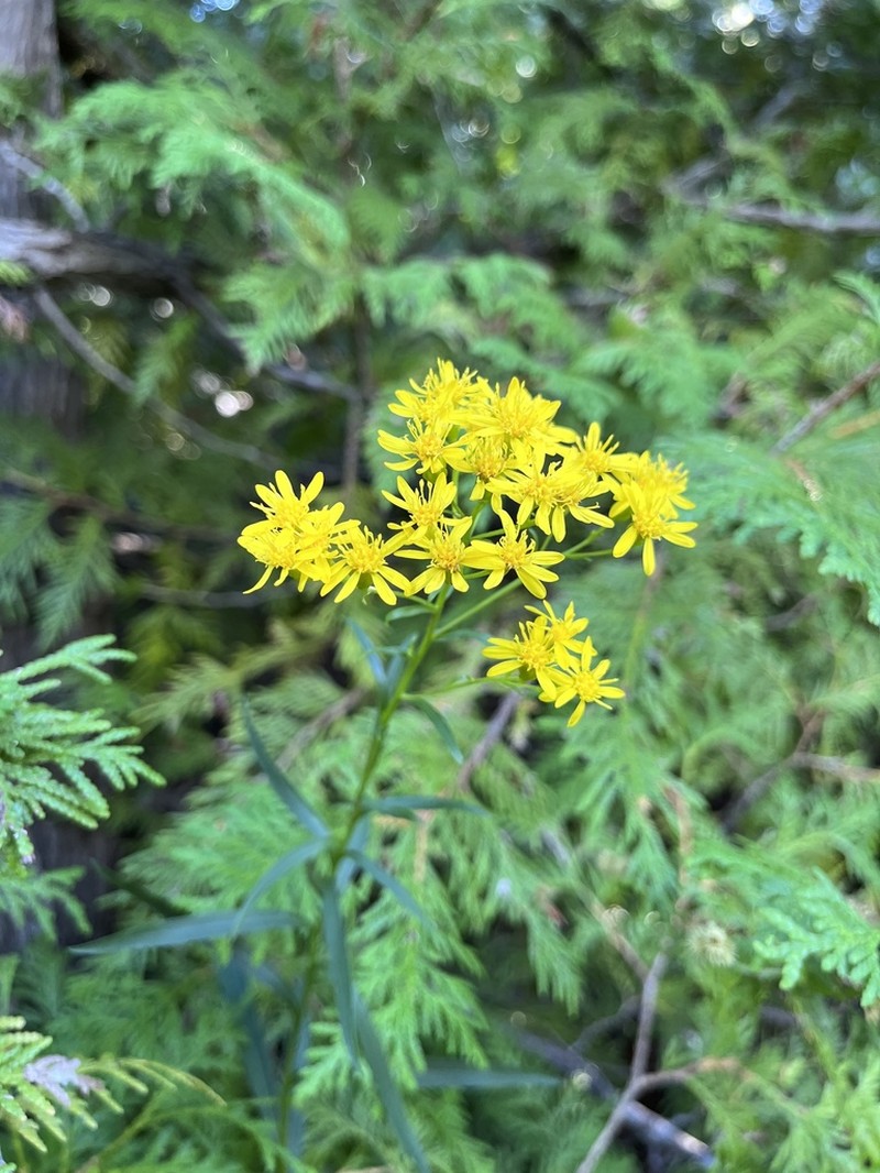 Houghton's Goldenrod photo 3