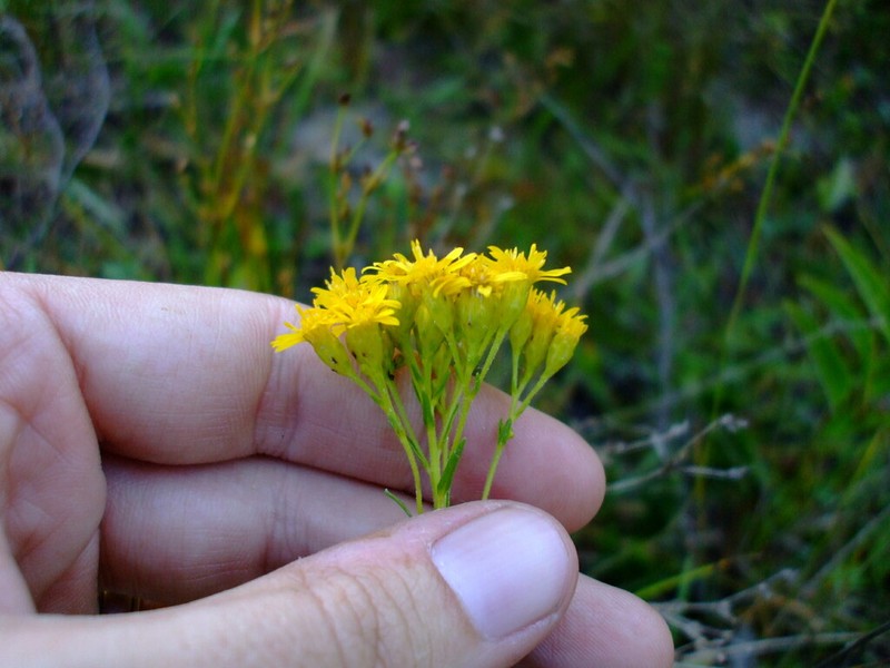Houghton's Goldenrod photo 4