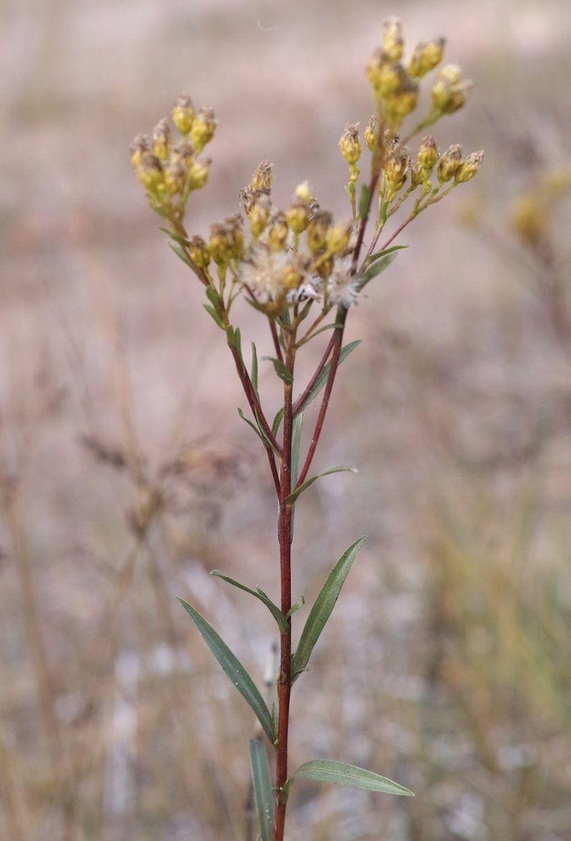 Houghton's Goldenrod photo 5