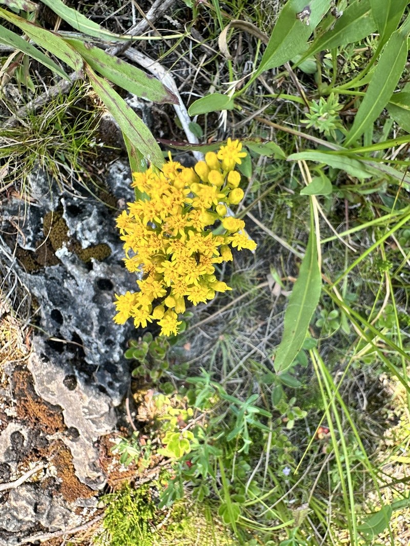 Houghton's Goldenrod photo 6