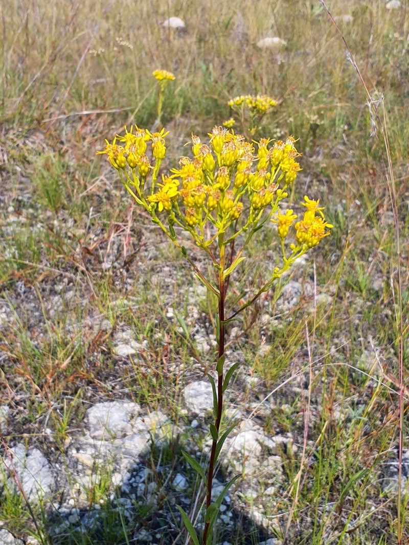 Houghton's Goldenrod photo 7