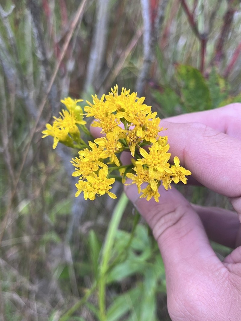 Houghton's Goldenrod photo 8