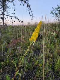 Solidago jejunifolia