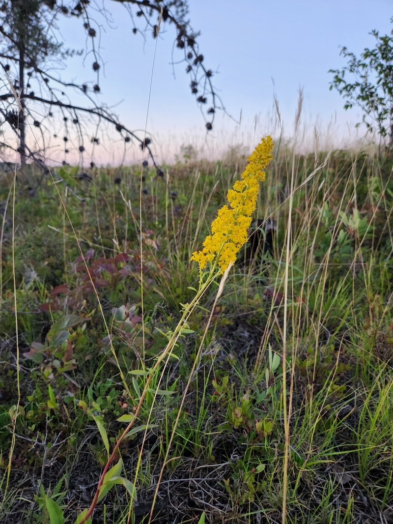Solidago jejunifolia