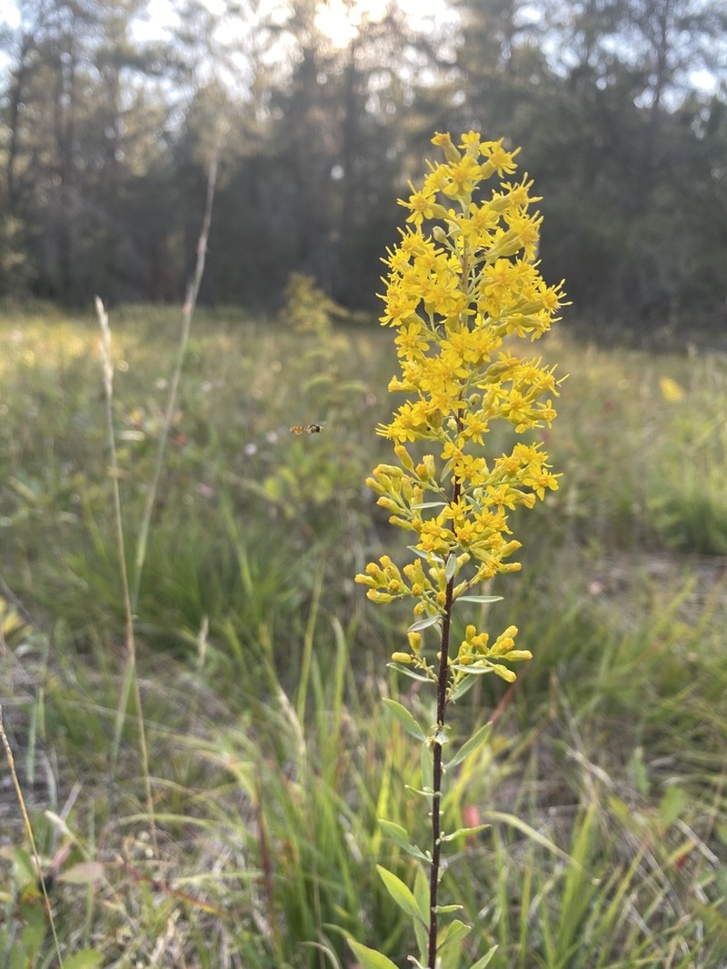 Solidago jejunifolia photo 2