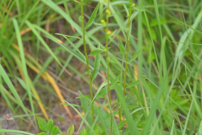 Solidago jejunifolia photo 3