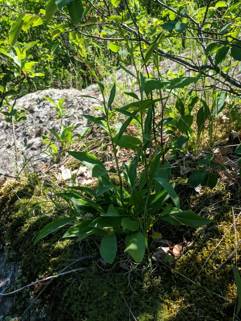 Solidago jejunifolia photo 4