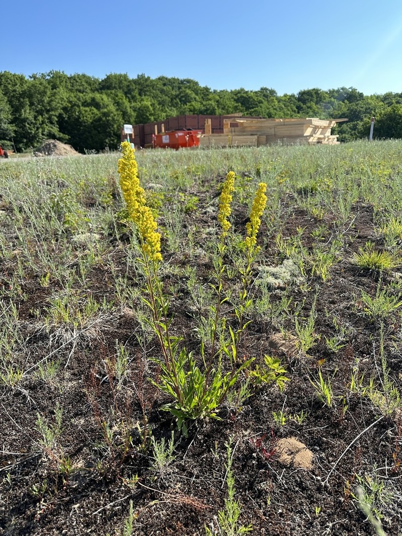 Solidago jejunifolia photo 5