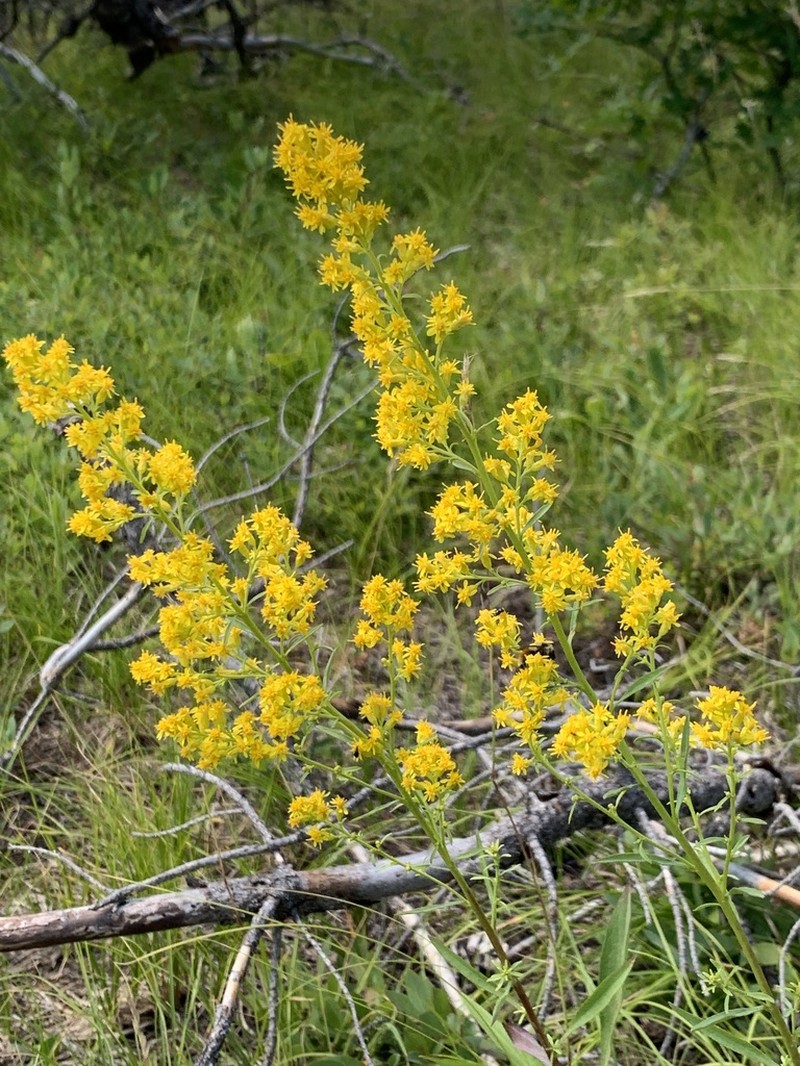 Solidago jejunifolia photo 7