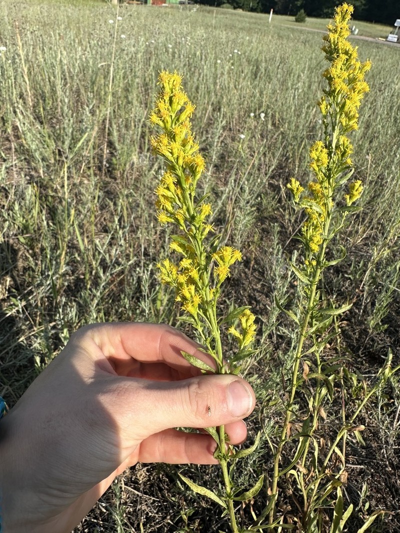 Solidago jejunifolia photo 8