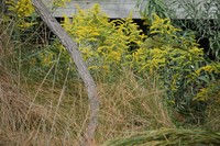 Julia's Goldenrod