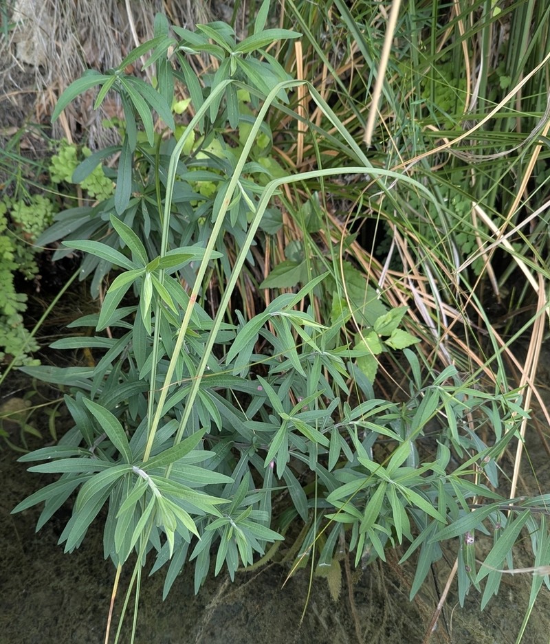 Julia's Goldenrod photo 3