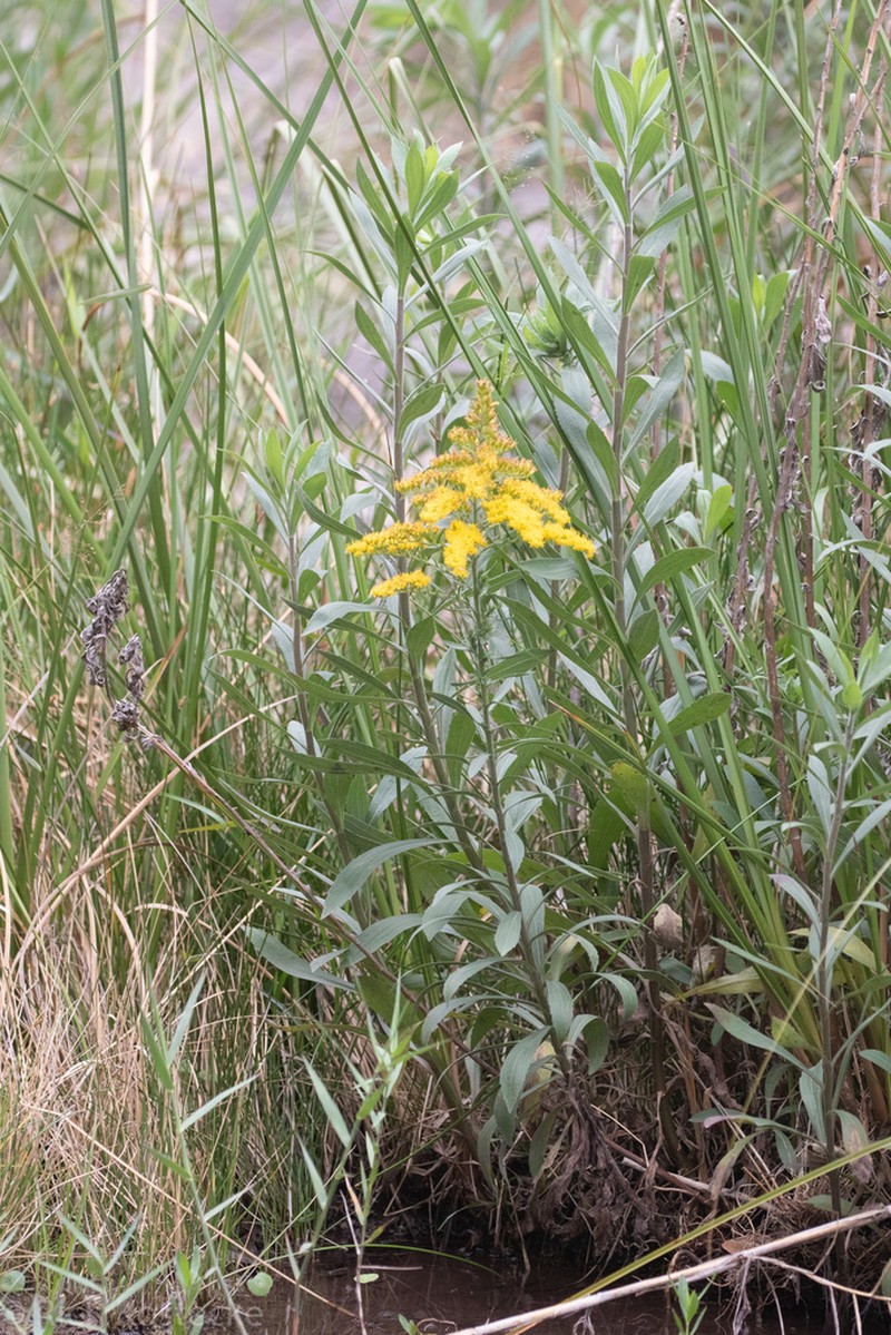 Julia's Goldenrod photo 4