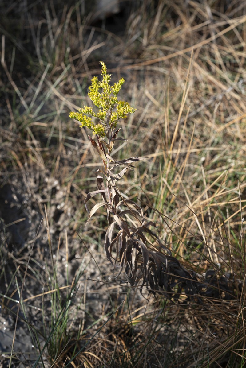 Julia's Goldenrod photo 5