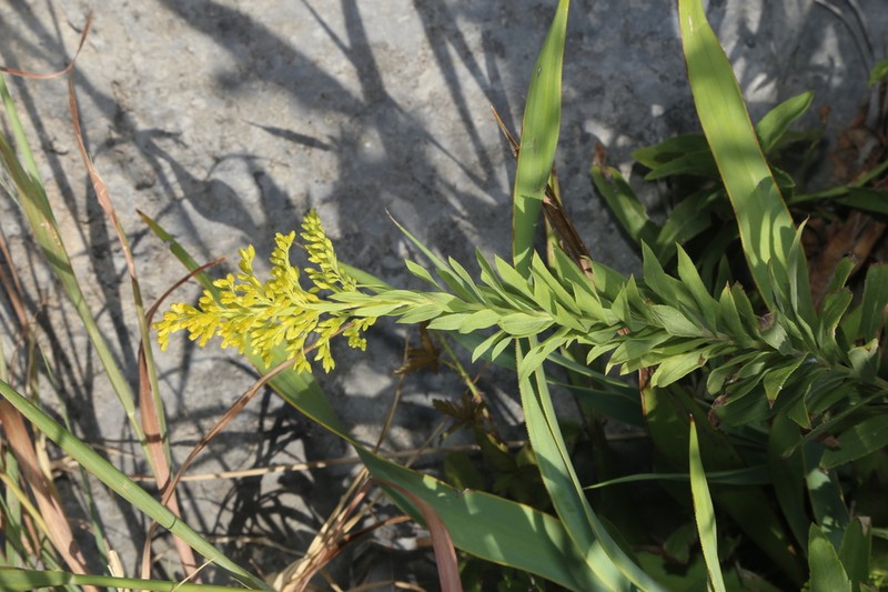 Julia's Goldenrod photo 6