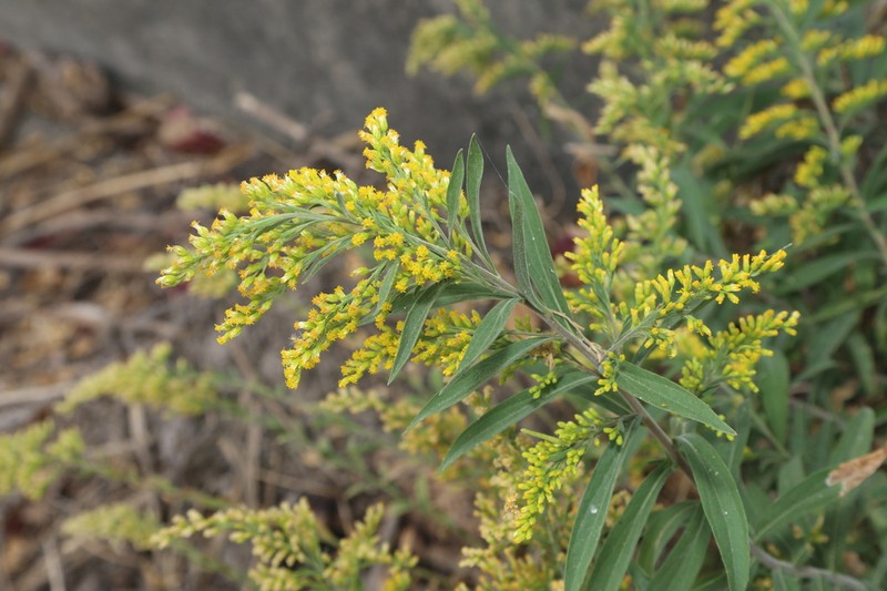 Julia's Goldenrod photo 7