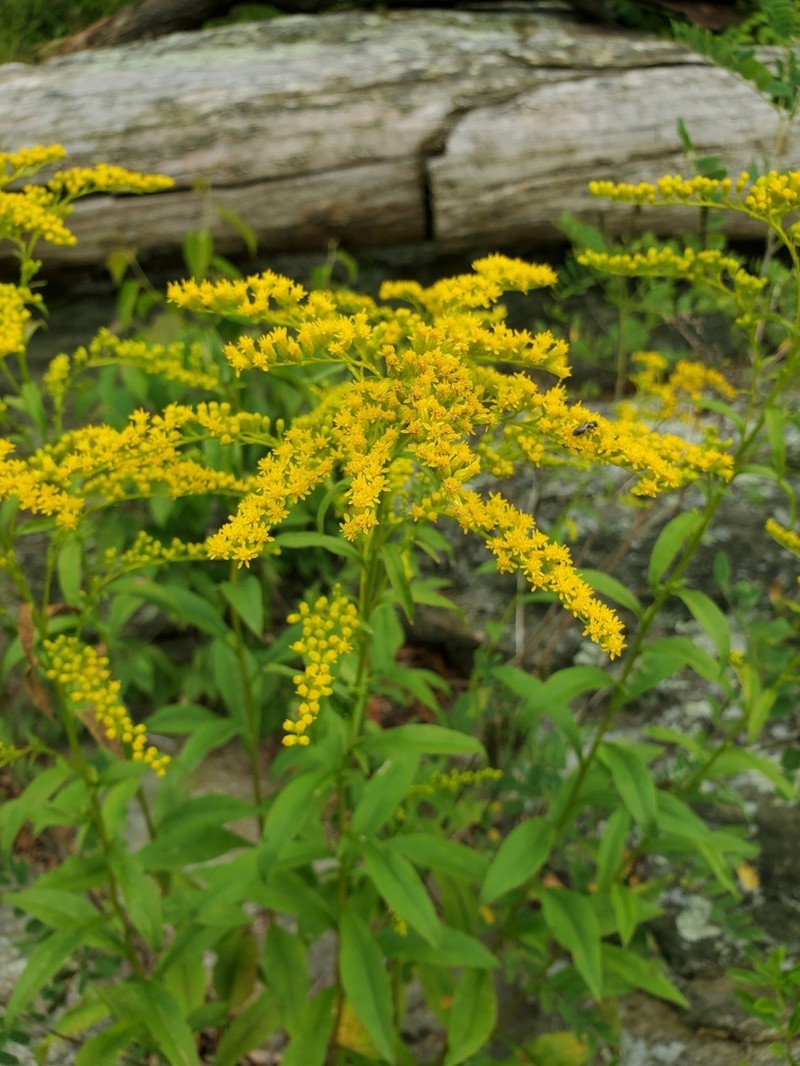 Early Goldenrod photo 3