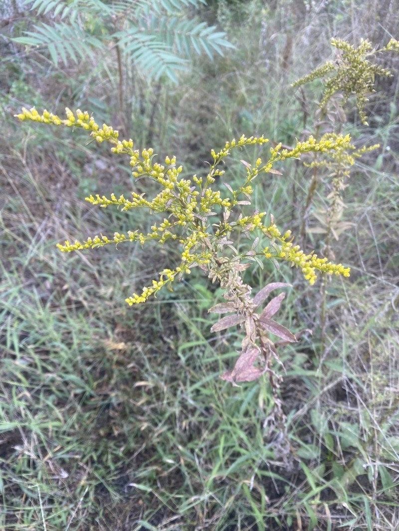 Early Goldenrod photo 4