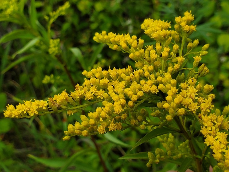 Early Goldenrod photo 5
