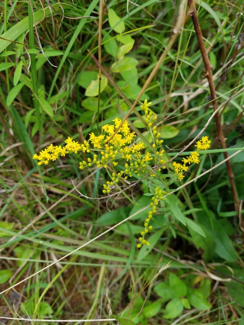Early Goldenrod photo 6