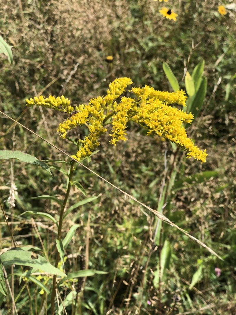 Early Goldenrod photo 7