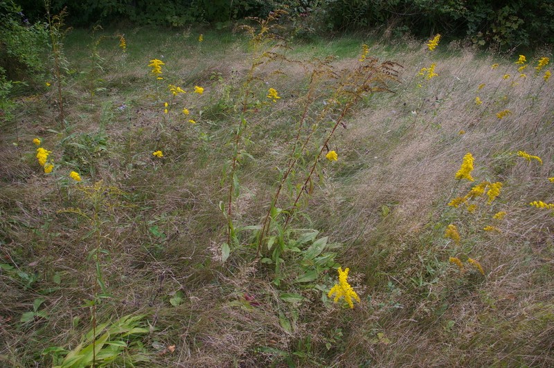 Early Goldenrod photo 8