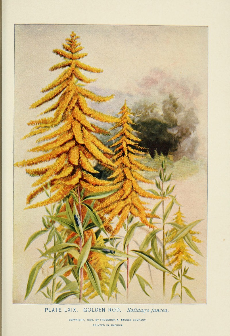 Early Goldenrod photo 3