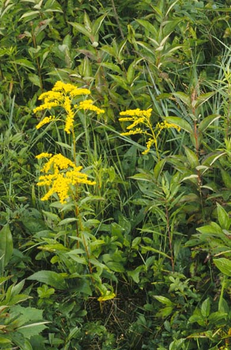 Early Goldenrod