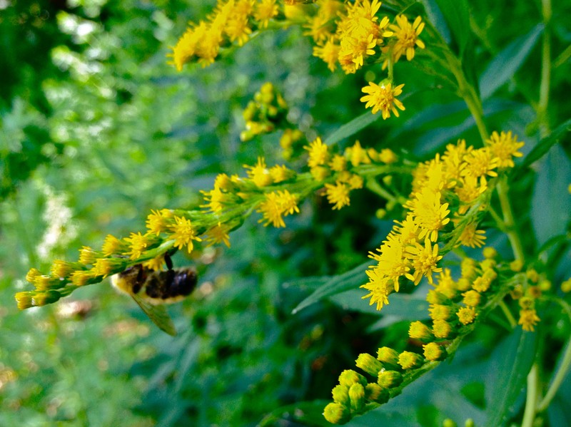 Early Goldenrod photo 2