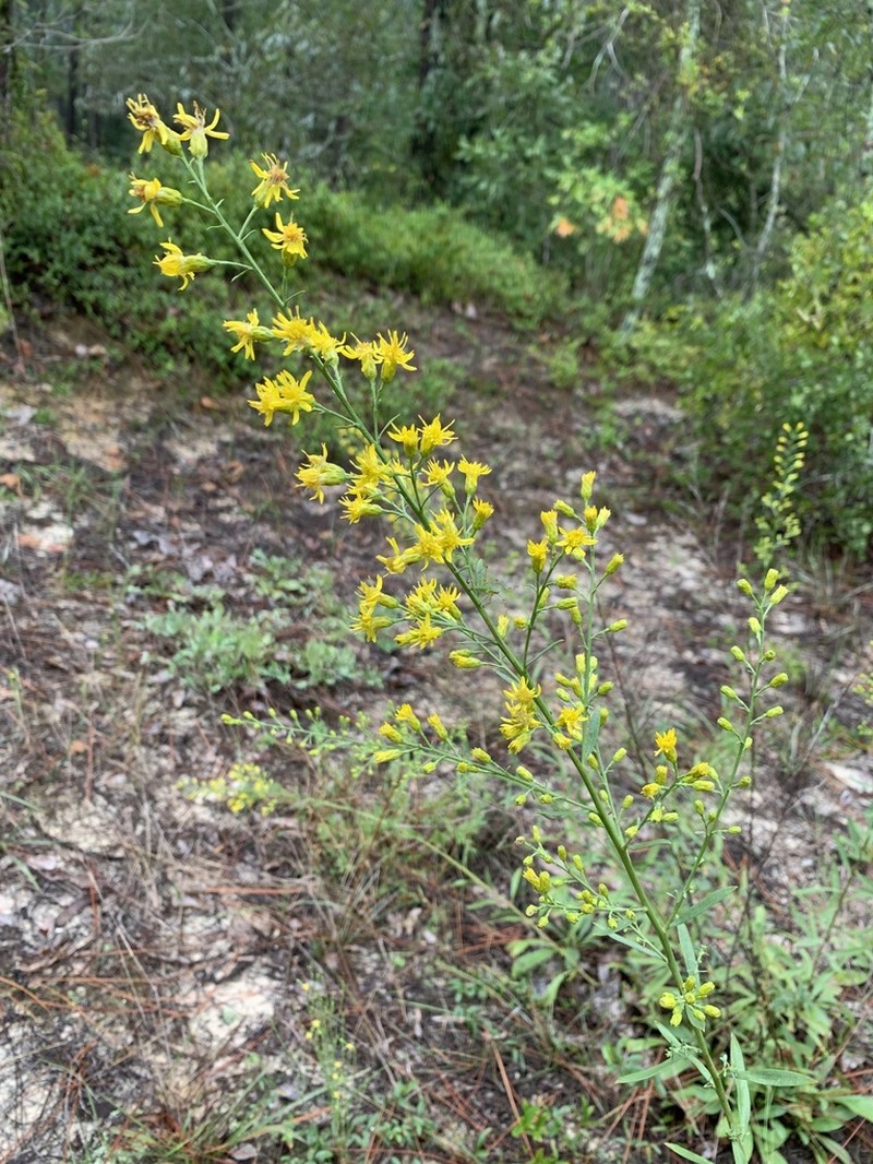 Solidago kralii